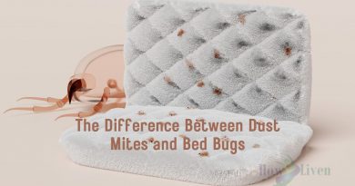 The Difference Between Dust Mites and Bed Bugs