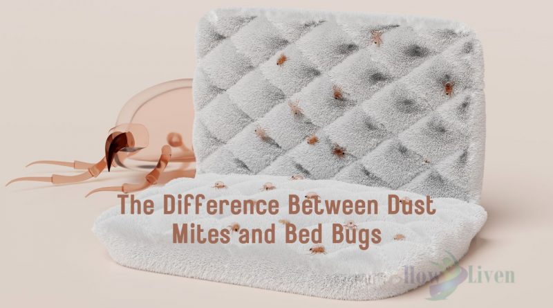 The Difference Between Dust Mites and Bed Bugs